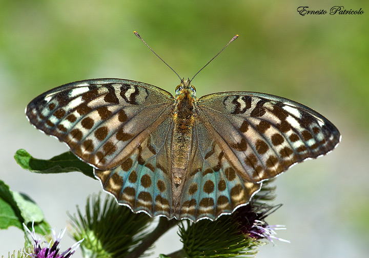 Argynnis (Argynnis) paphia